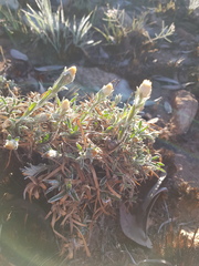 Helichrysum chionosphaerum