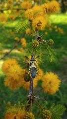 Zelus armillatus