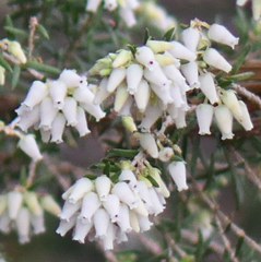 Erica caffra caffra