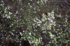Erica caffra caffra