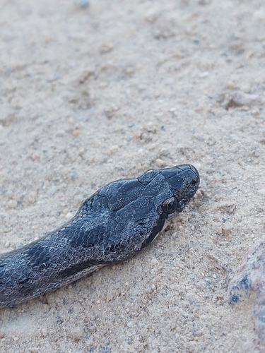 Southern Smooth Snake