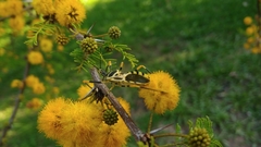 Zelus armillatus