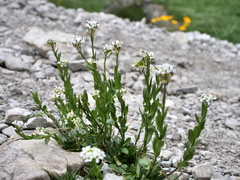 Arabis soyeri, photograph (c) Wolfgang Jauch, some rights reserved (CC BY)