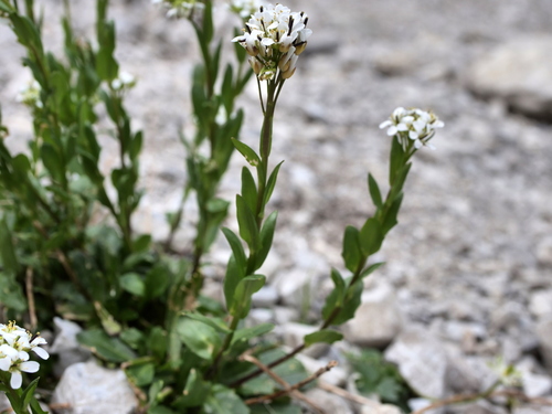 Arabis soyeri, photograph 3