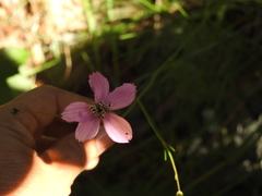 Cosmos ochroleucoflorus
