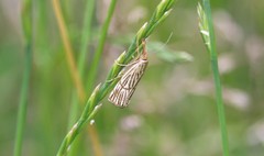 Chrysocrambus