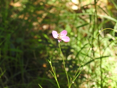 Cosmos ochroleucoflorus