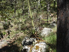Agave schidigera