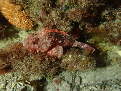 Scorpaena sumptuosa