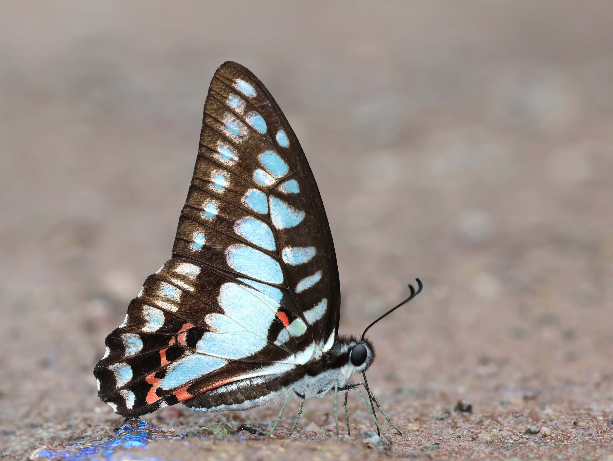 Great Jay