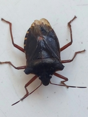 Pentatoma rufipes