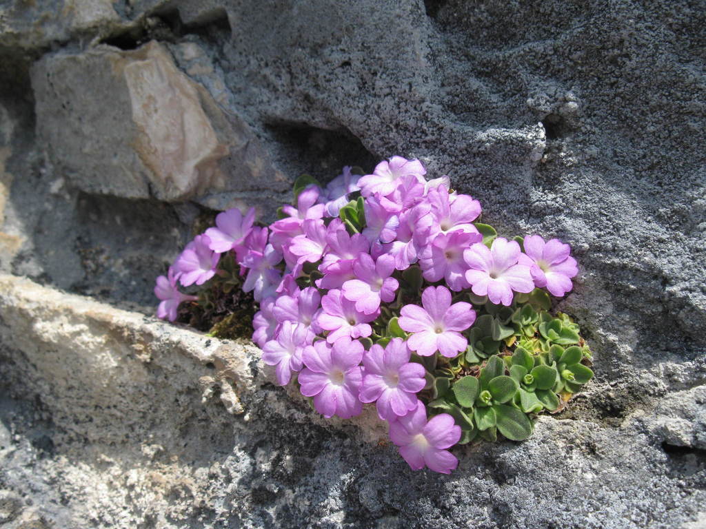 Allioni's Primrose