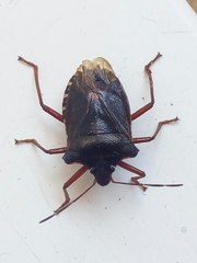 Pentatoma rufipes