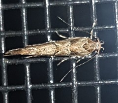 Pyroderces