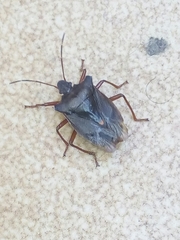 Pentatoma rufipes