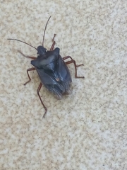 Pentatoma rufipes