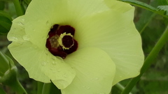 Abelmoschus esculentus