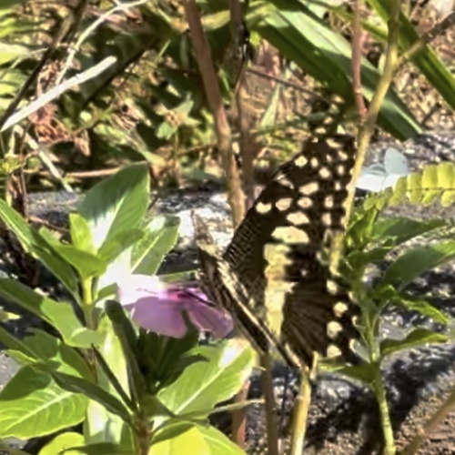 Citrus Swallowtail