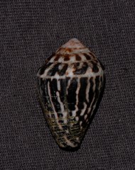 Conus chaldaeus