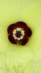 Abelmoschus esculentus