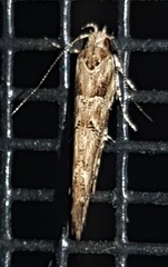 Pyroderces