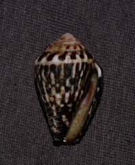 Conus chaldaeus