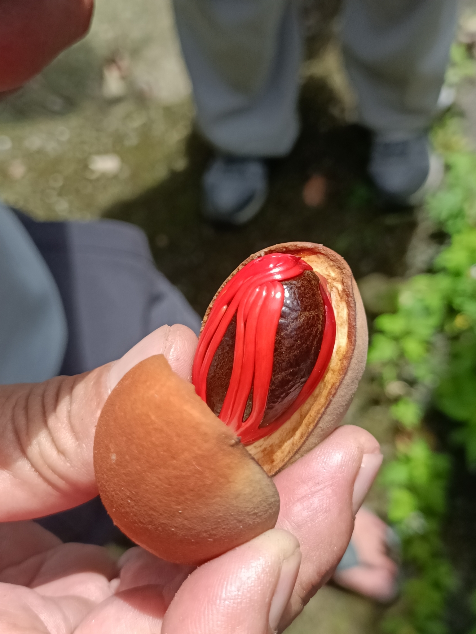 Myristica ceylanica