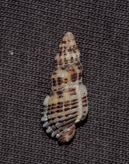 Maculotriton serriale