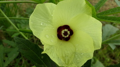 Abelmoschus esculentus