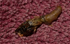 Clibanarius virescens