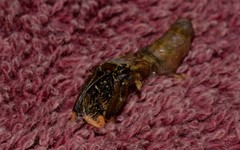 Clibanarius virescens