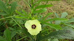 Abelmoschus esculentus