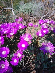 Lampranthus haworthii