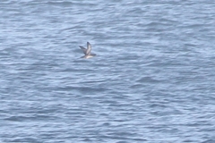 Puffinus mauretanicus