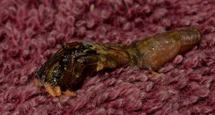 Clibanarius virescens