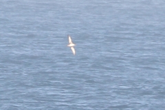 Puffinus mauretanicus