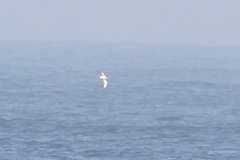 Puffinus mauretanicus