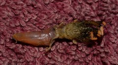 Clibanarius virescens