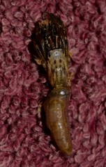 Clibanarius virescens