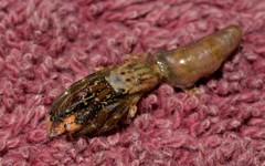 Clibanarius virescens