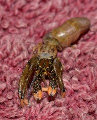 Clibanarius virescens