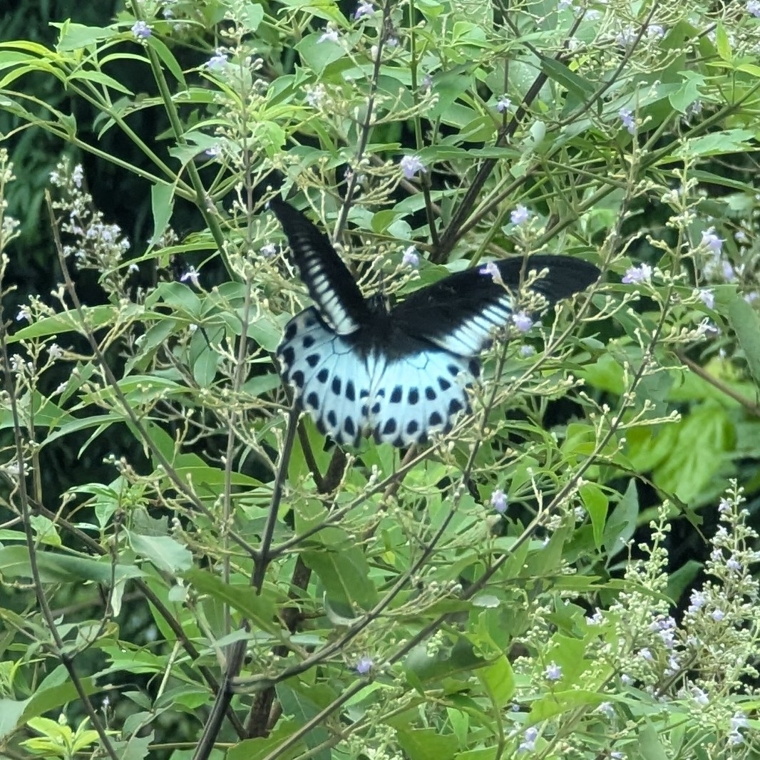 Island Mormon