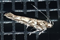Pyroderces