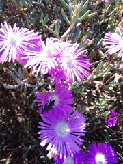 Lampranthus haworthii