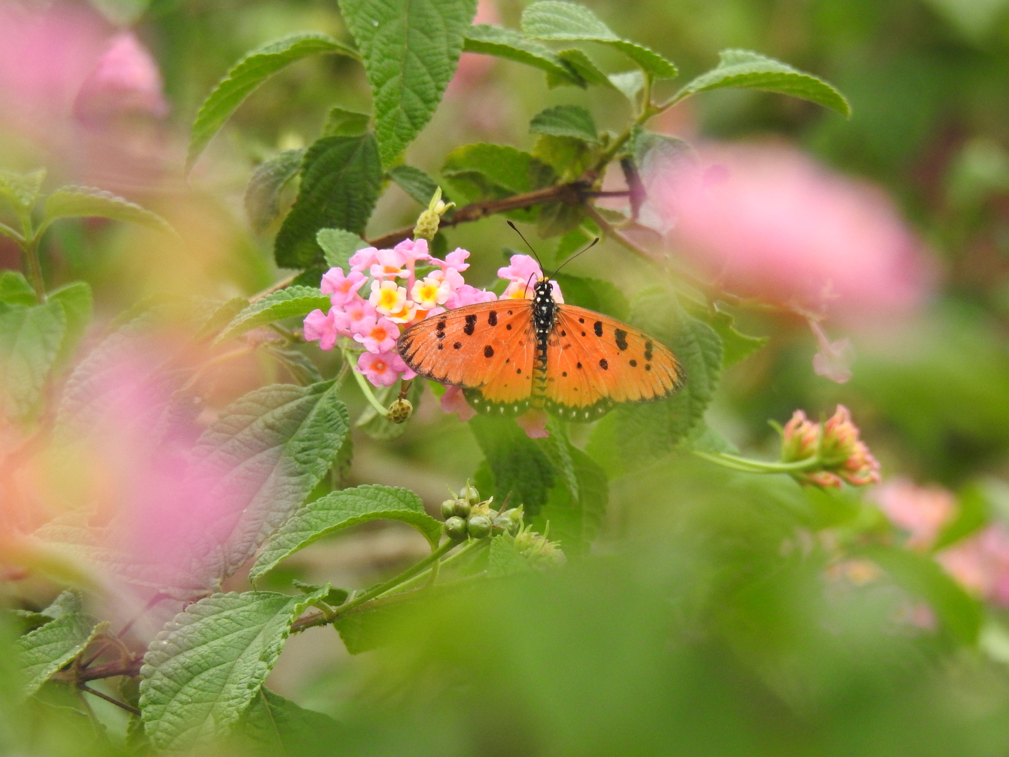 Tawny Coster