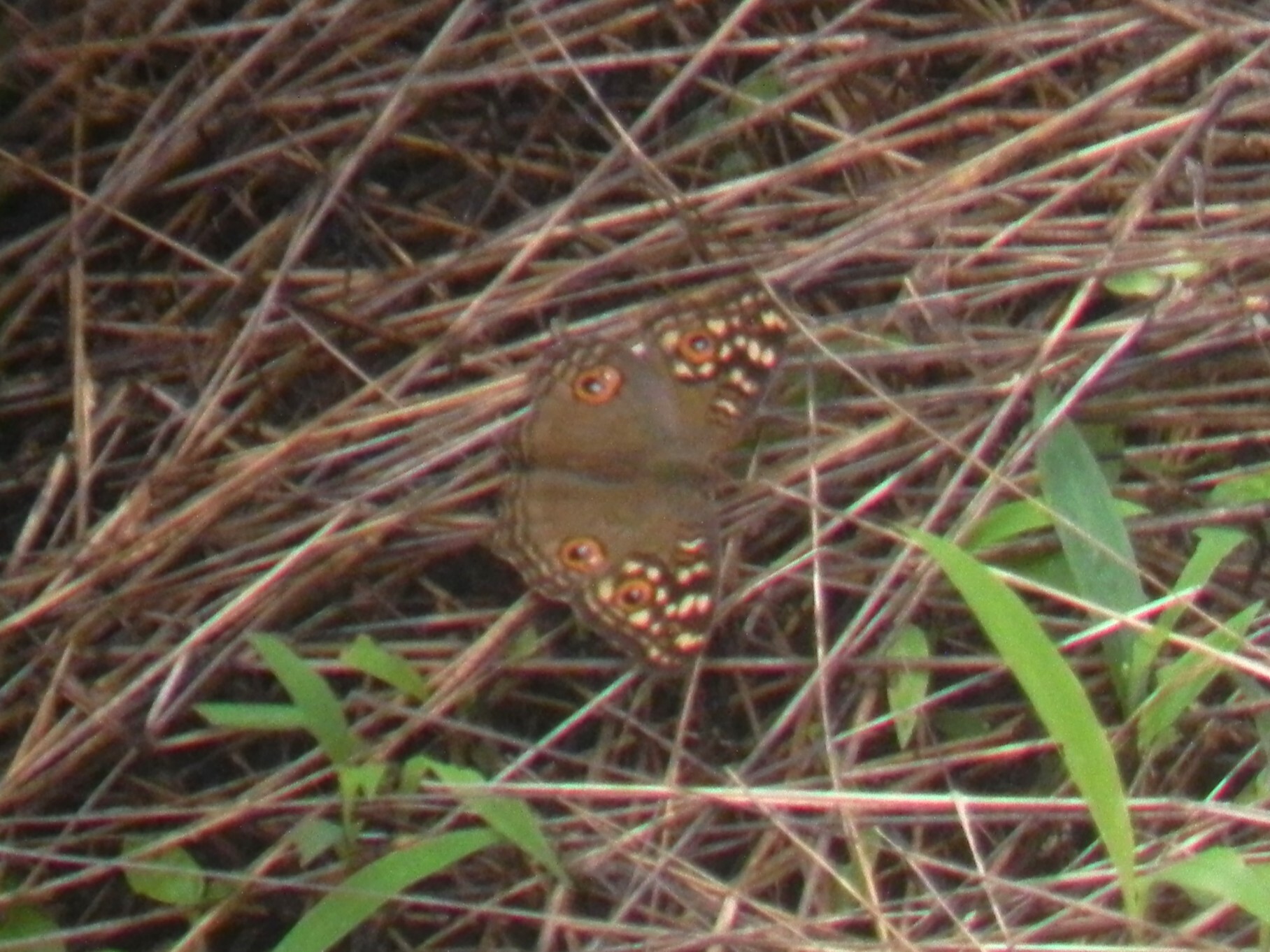 Lemon Pansy