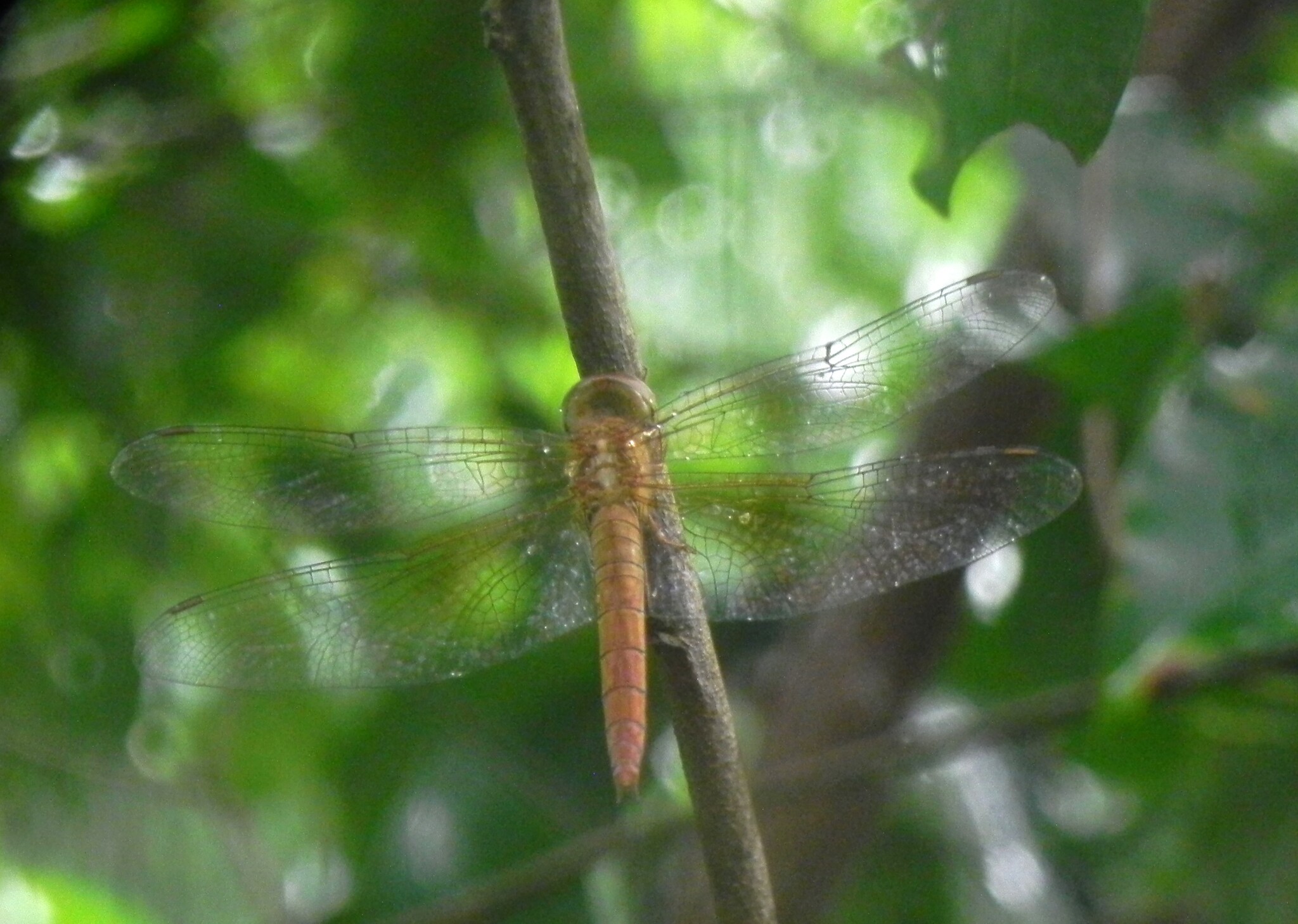 Coral-Tailed Cloudwing