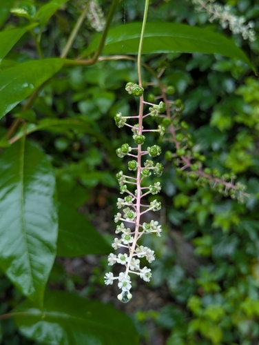American pokeweed