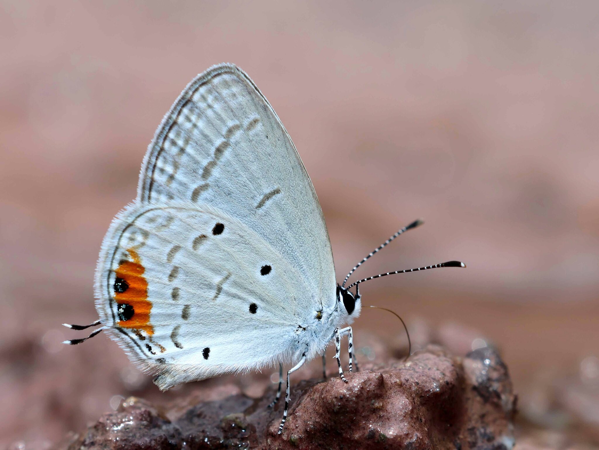 Orange-Crowned Cupid