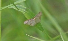 Idaea humiliata